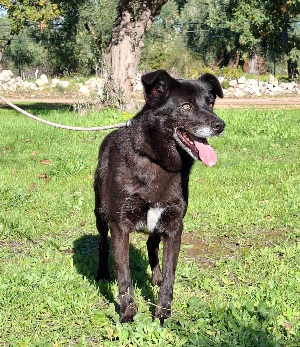 Crik&Crok Cerca Famiglia. Info Monica 3890238584 Foto 6